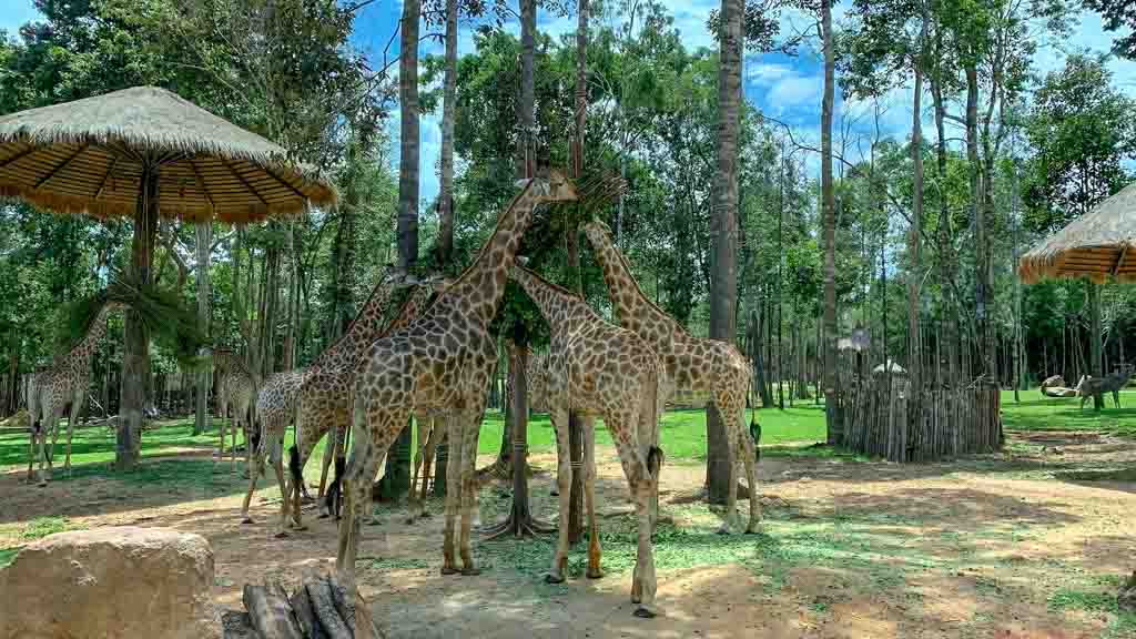 vinpearl safari phu quoc